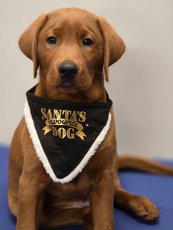 Kerstbandana Mt M zwart