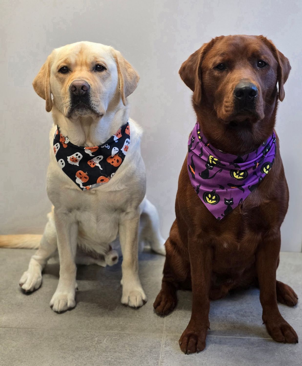 Halloween bandana