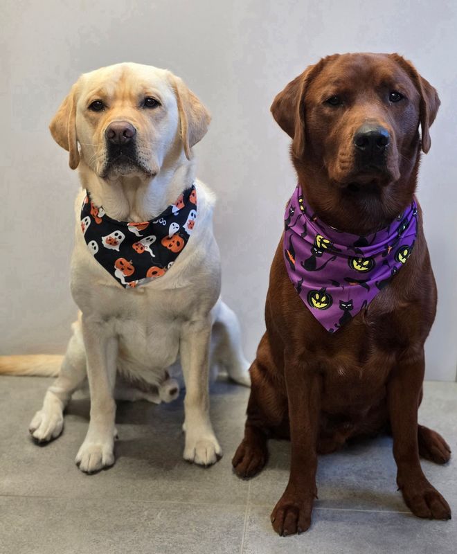 Halloween bandana