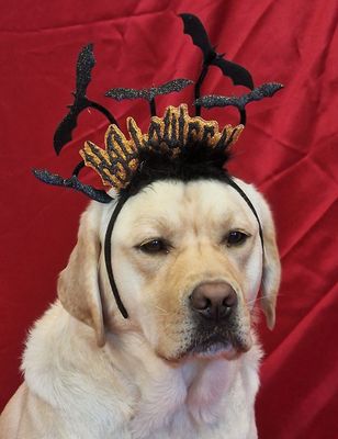 HALLOWEEN ???