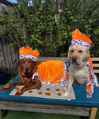 KONINGSDAG ???