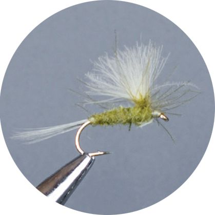 Crown Serie, Parachute​, Cdc Olive