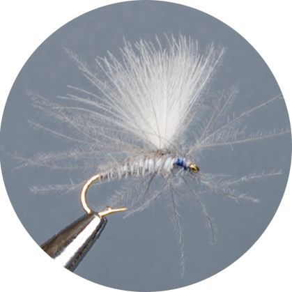Crown Serie, Parachute​, Cdc Blu Dun