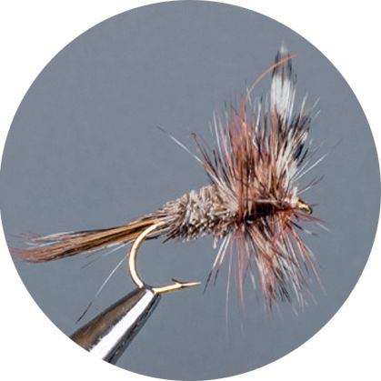 Crown Serie, Genetic Adam Irresis