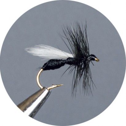 CROWN Serie, TERRESTRIAL, BLACK ANT