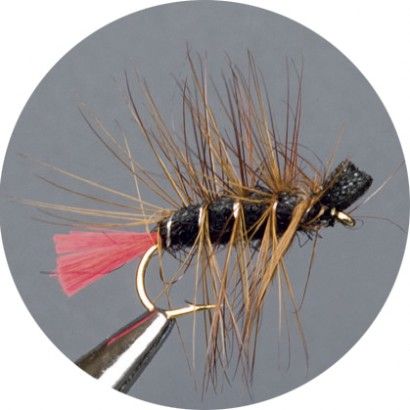 CROWN Serie, TERRESTRIAL, RED TAG BEETLE