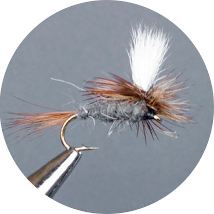 Crown Serie, Parachute​, Adams