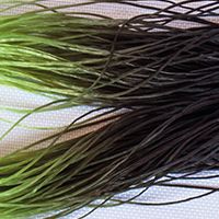 CROWN Serie, TENTACLES HOT TIPS​