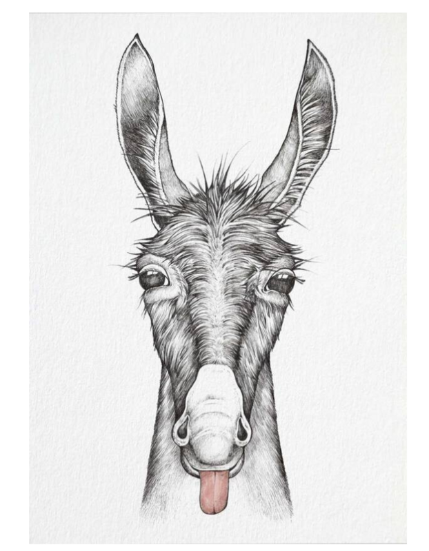 Postkarte Esel