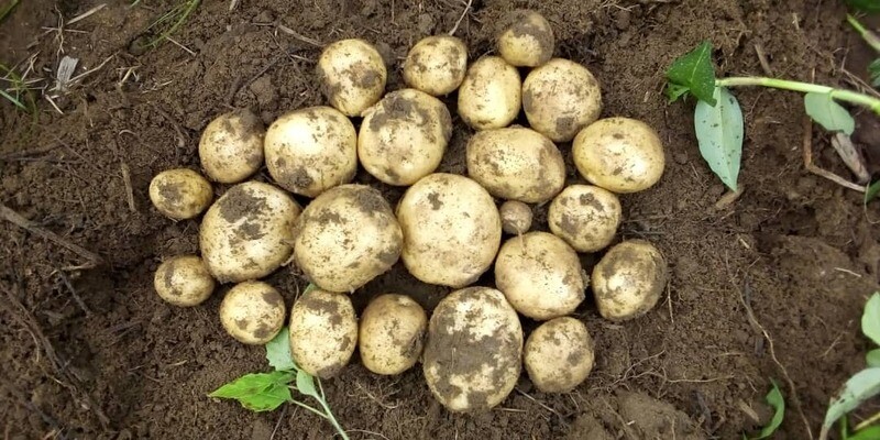 Irish Potatoes Fresh Taurus 50kg