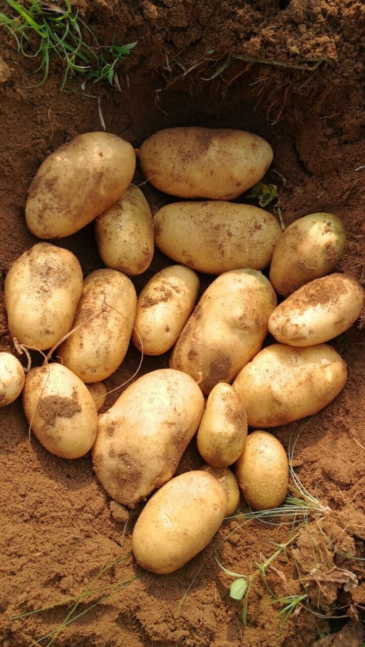 Irish Potatoes Fresh Markies 10kg