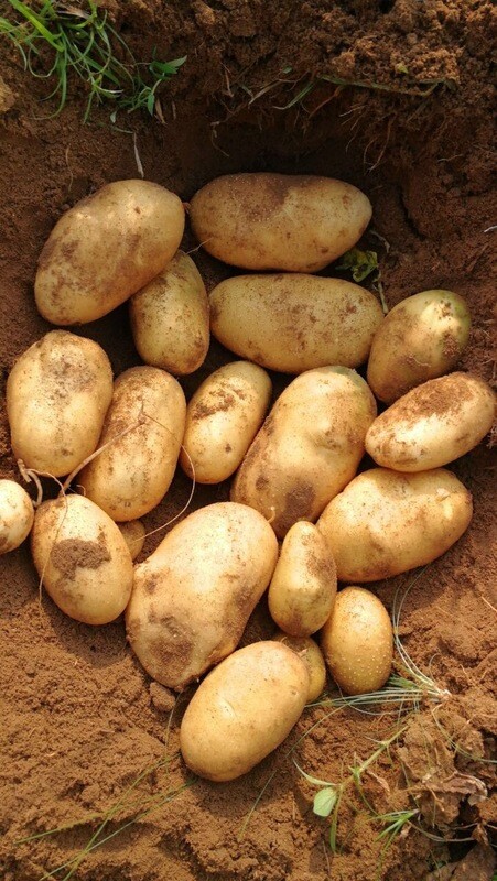 Irish Potatoes Fresh Markies 50kg