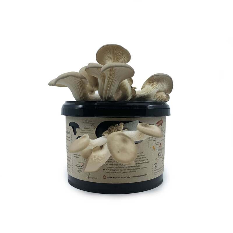 Rotterzwam growkit