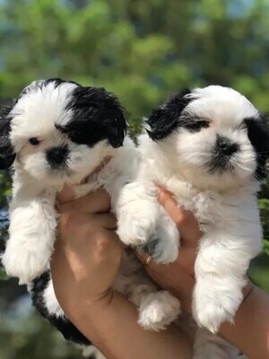 Available Puppies