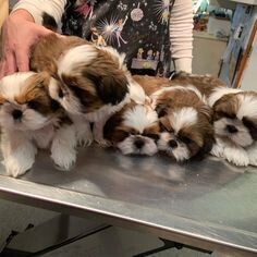 Craig Shih Tzu Puppies