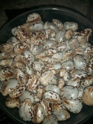 CASTOR SEEDS