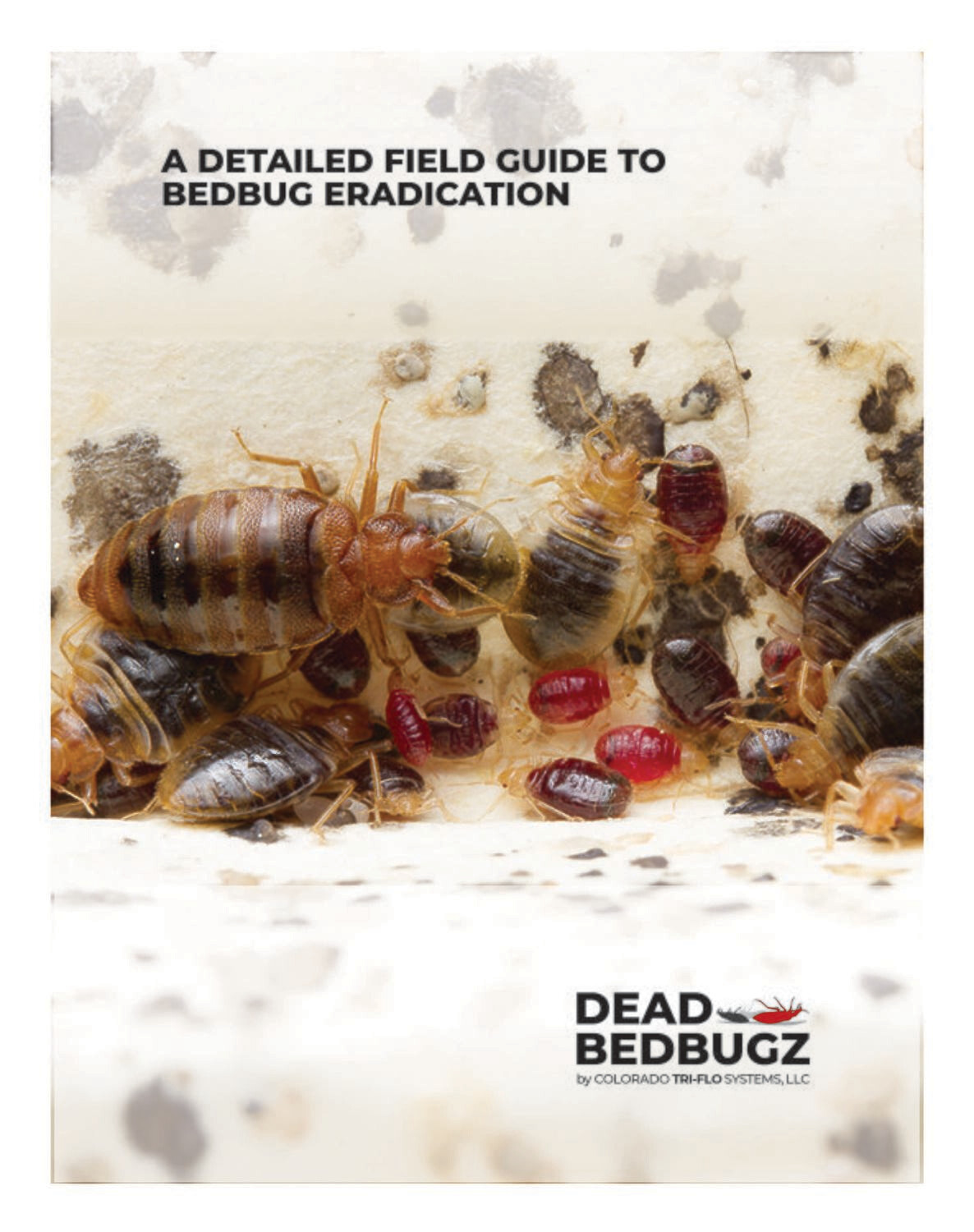 A Detailed Field Guide to Bed Bug Eradication
