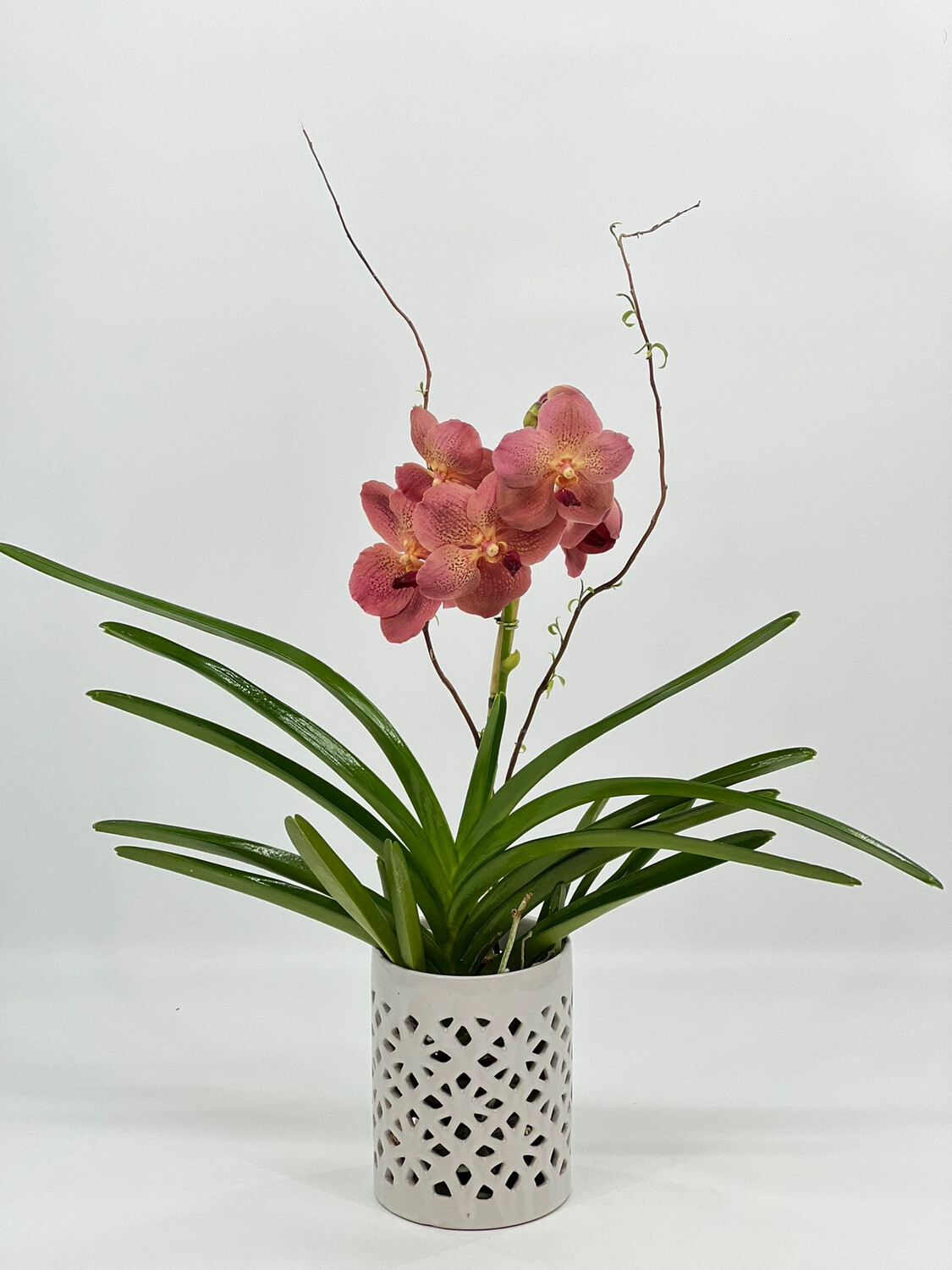 Vanda orchid Arrangements