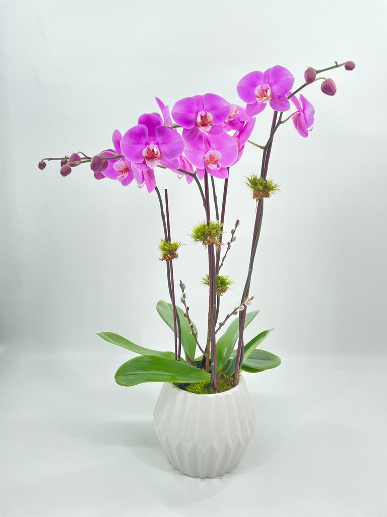 Coral Orchid And Pussy Willow Arrangement