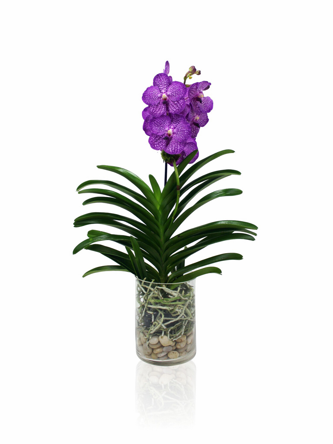 Vanda orchid Arrangements