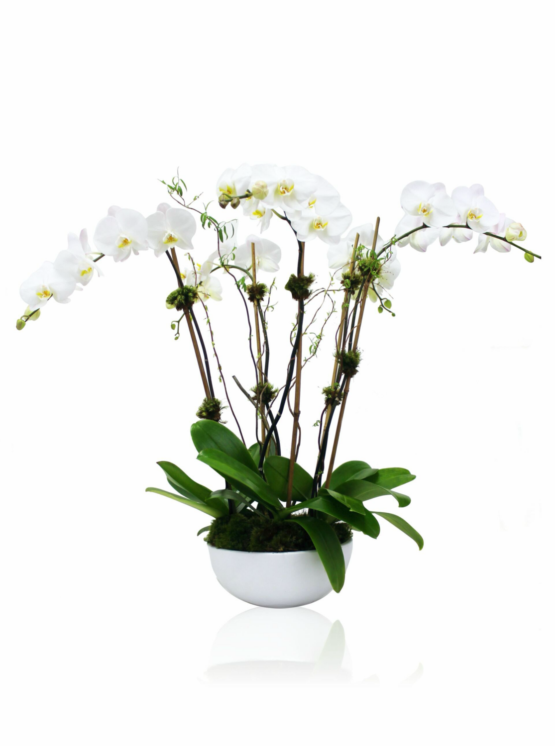 White Orchid Arrangements Gijón