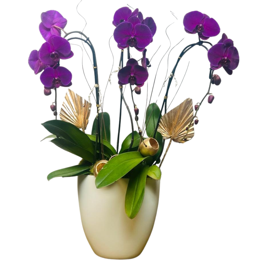 Lleida Purple Orchid Arrangement