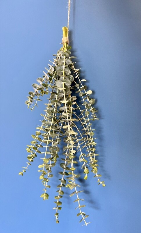 Eucalyptus Shower Bundle (pick up or add on only)