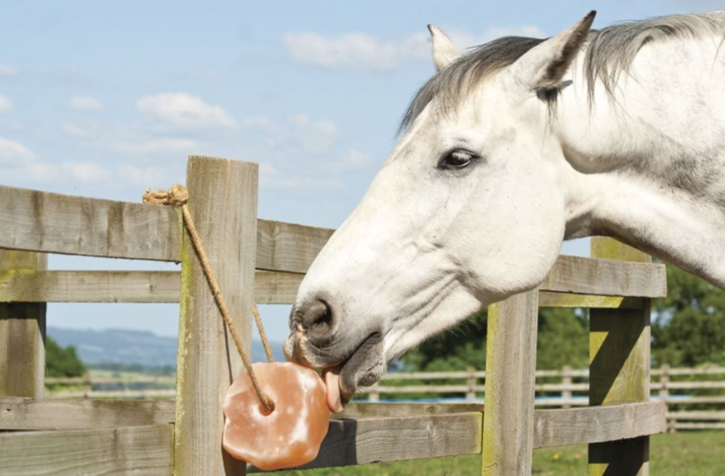 Himalayan Horse Salt Lick on Rope