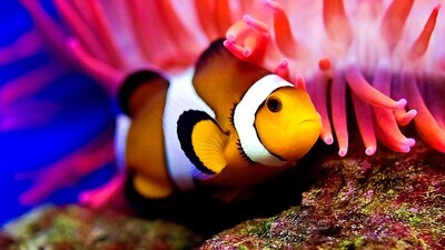 Fish