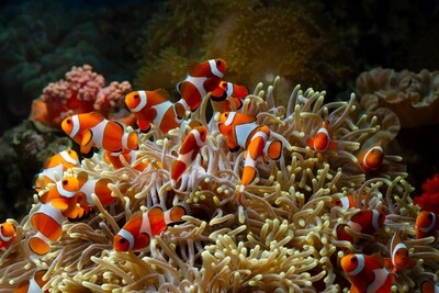Aquariums