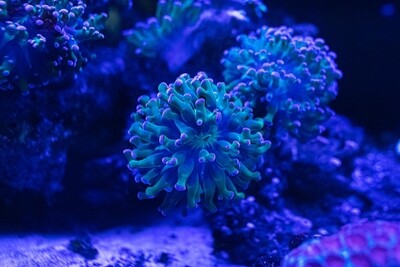 Coral