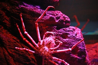 Invertebrates
