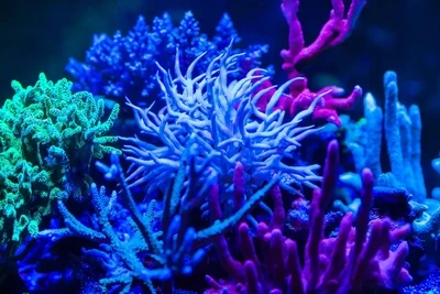 Coral