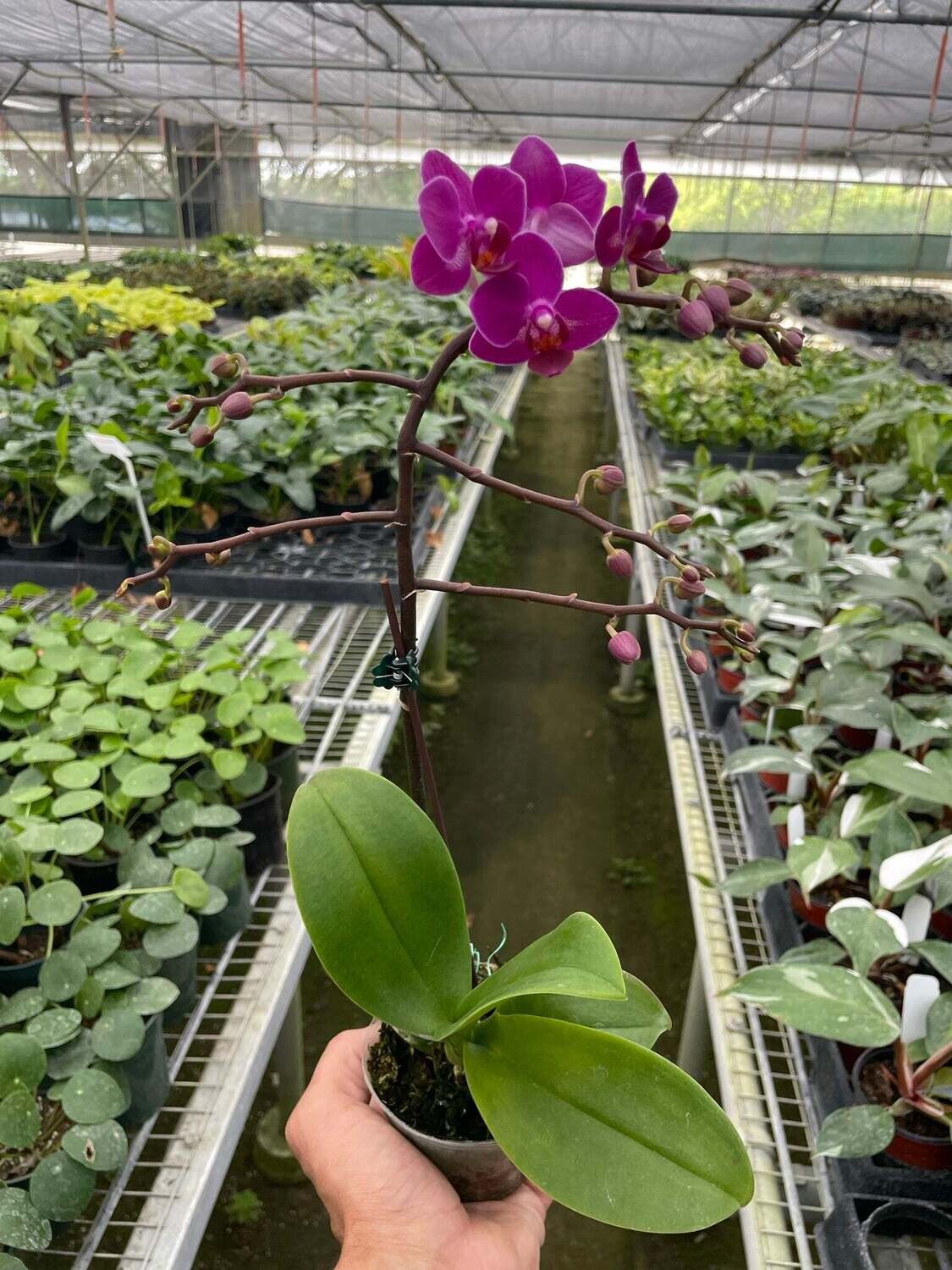 Orchid 'Purple Fucshia Phalaenopsis'