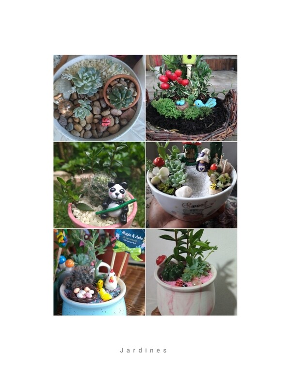 Sucucactus, Plantas, Potes  porta incienso y Detalles