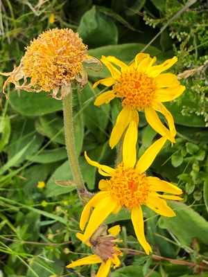 Bio Arnikasalbe, 15ml