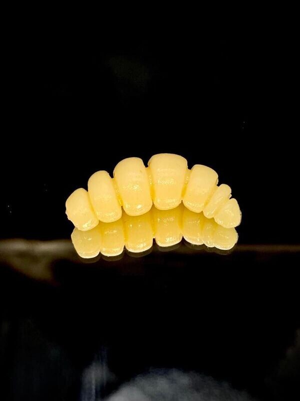 Larva Apod Fat 32mm 002 cheese