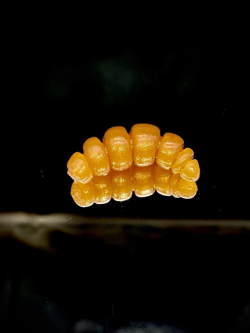 Larva Apod Fat 32mm 015 toffee