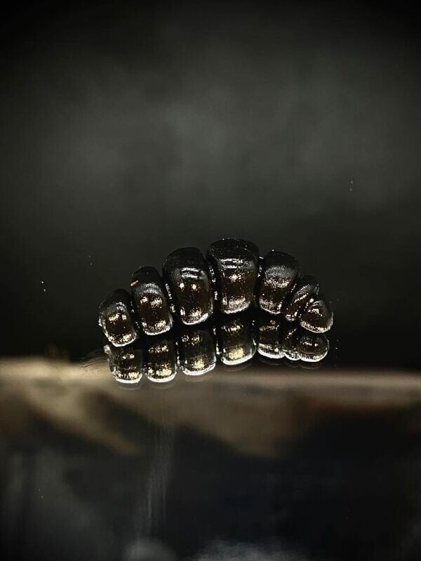 Larva Apod Fat 32mm 019 schwarz
