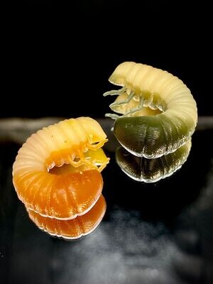 SCARAB