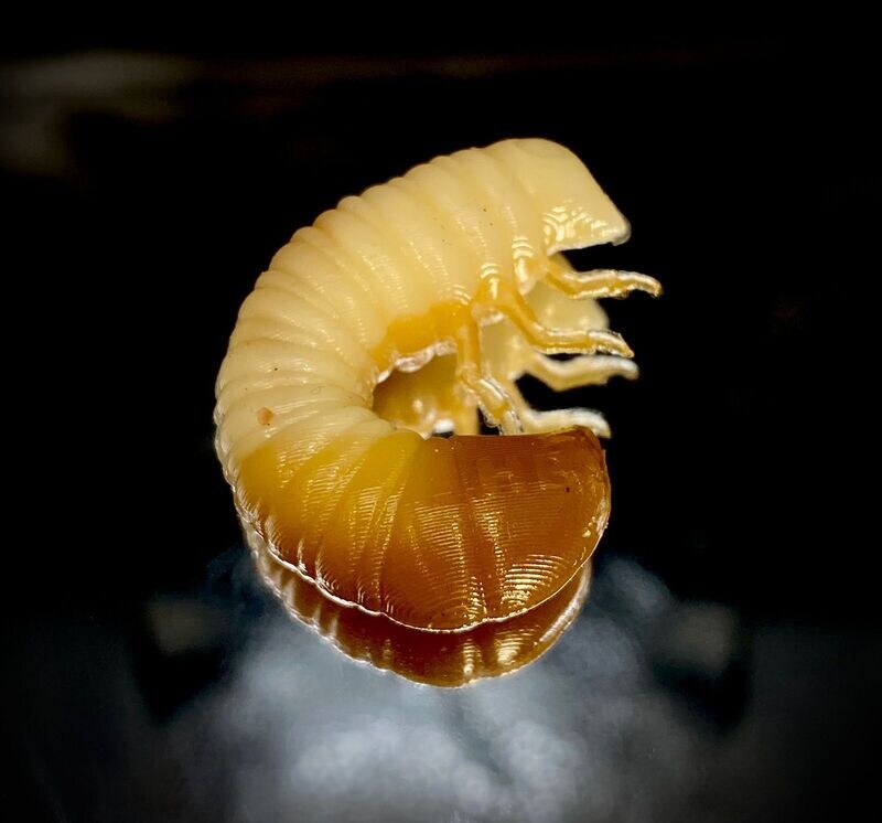 SCARAB 27mm 002 Cheese + Karamel
