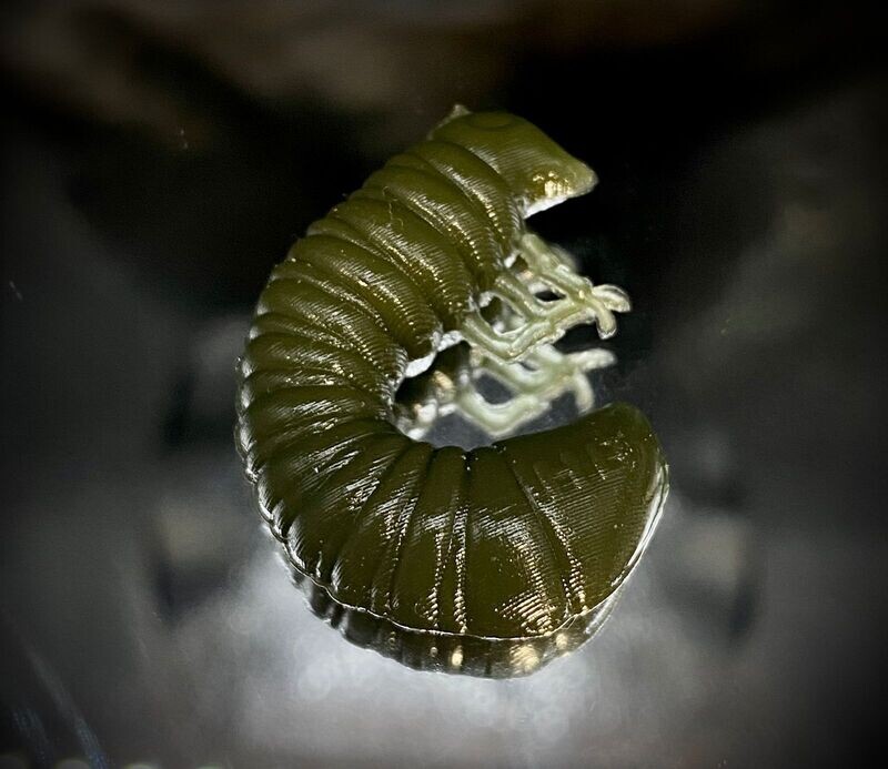SCARAB 20mm Watermelon