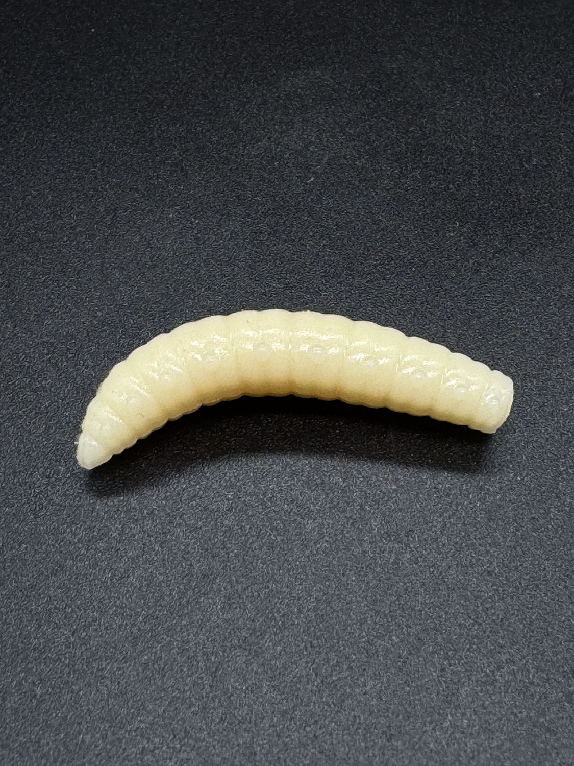 GRUB 40mm cheese