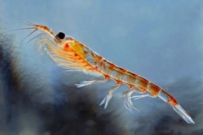 ACTIVA KRILL