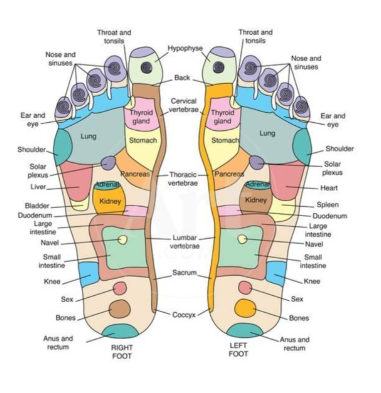 Shoulder/Back-Leg &amp; Foot Reflexology