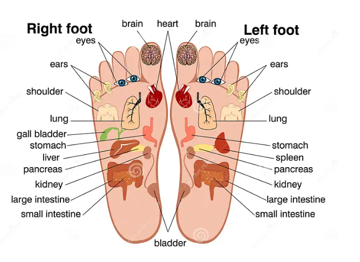Shoulder/Back-Leg &amp; Foot Reflexology