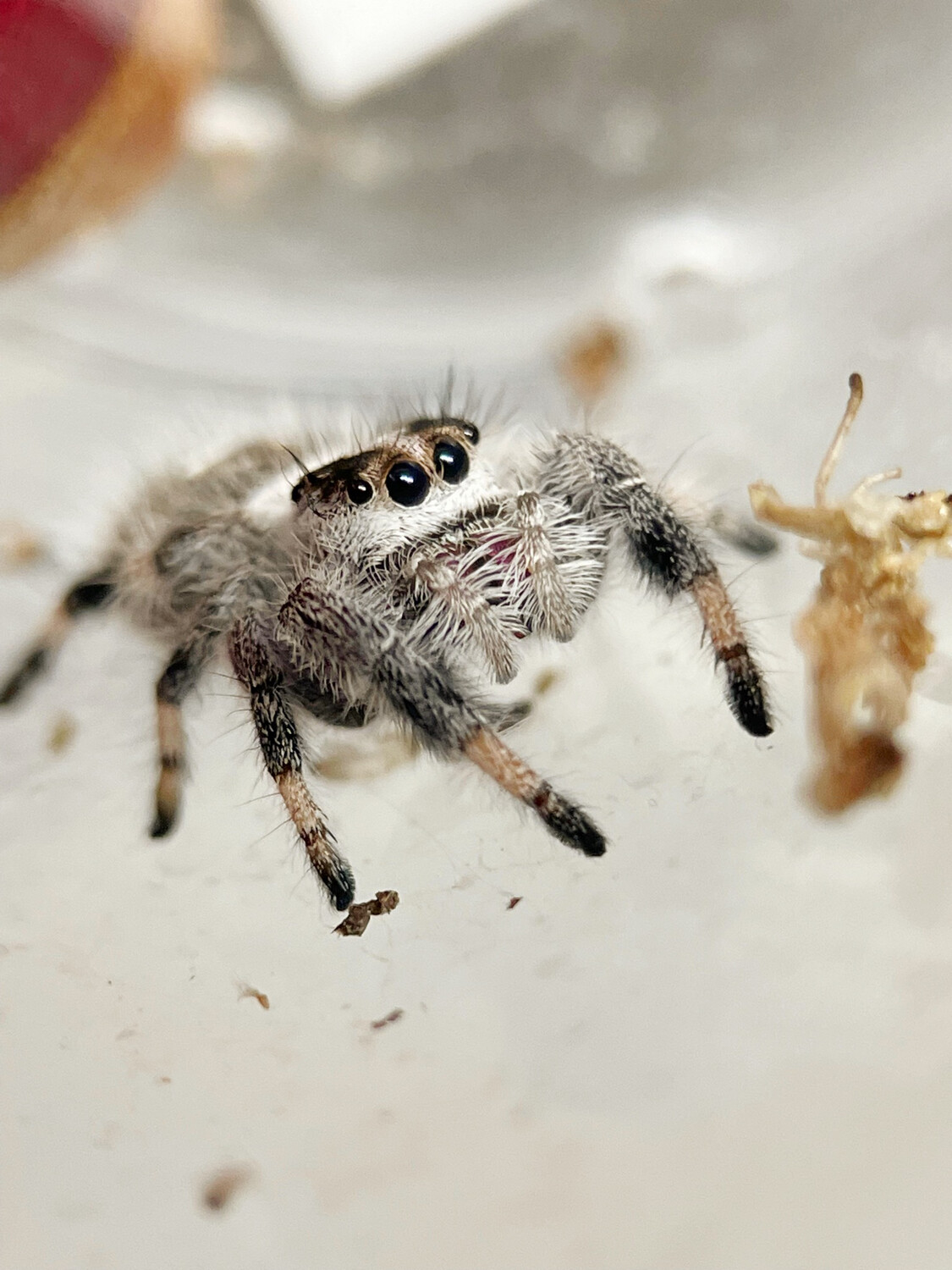 Phidippus Regius Florida Locale Jumping Spider For Sale