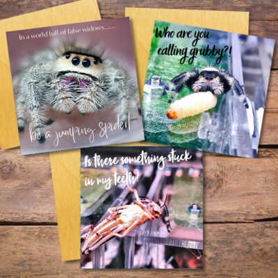 Multipack Jumping Spider Greeting Cards