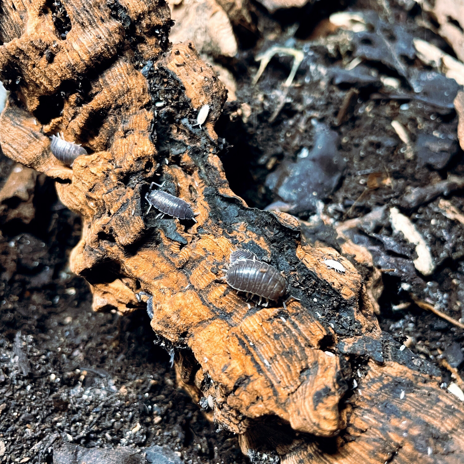 Dairy Cow Isopods (Porcellio laevis)