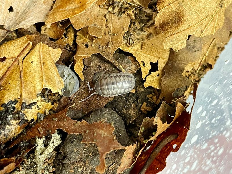 Armadillidium Nasatum Isopods